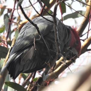 Callocephalon fimbriatum at Acton, ACT - suppressed