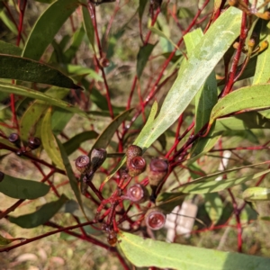 Callocephalon fimbriatum at Acton, ACT - suppressed