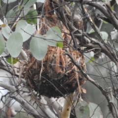 Pseudocheirus peregrinus (Common Ringtail Possum) at ANBG South Annex - 23 Apr 2022 by HelenCross