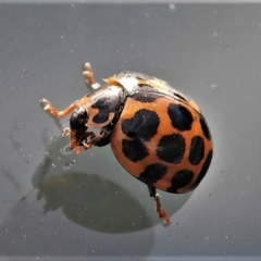 Harmonia conformis (Common Spotted Ladybird) at Belconnen, ACT - 26 May 2022 by JohnBundock