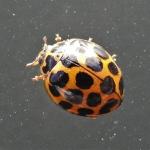 Harmonia conformis at Belconnen, ACT - 26 May 2022 03:48 PM