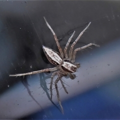 Oxyopes sp. (genus) (Lynx spider) at ANBG - 27 May 2022 by JohnBundock