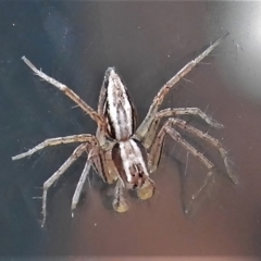 Oxyopes sp. (genus) at Acton, ACT - 27 May 2022