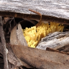 Ramaria lorithamnus at Aranda Bushland - 7 May 2022 by Heino1