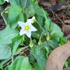 Solanum nigrum (Black Nightshade) at Yass River, NSW - 27 May 2022 by SenexRugosus