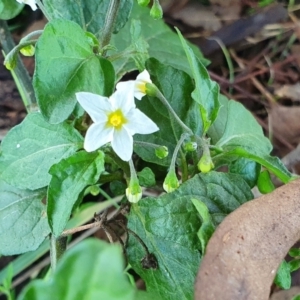 Solanum nigrum at Yass River, NSW - 27 May 2022