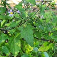 Solanum nigrum (Black Nightshade) at Yass River, NSW - 27 May 2022 by SenexRugosus