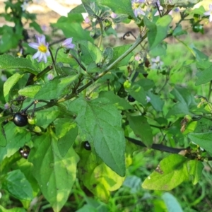 Solanum nigrum at Yass River, NSW - 27 May 2022 03:55 PM