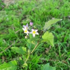 Solanum nigrum at Yass River, NSW - 27 May 2022 03:55 PM