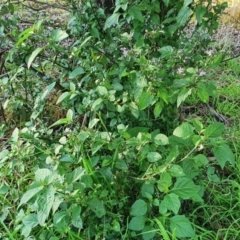 Solanum nigrum at Yass River, NSW - 27 May 2022 03:55 PM