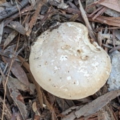 zz agaric (stem; gills white/cream) at Gungaderra Grasslands - 27 May 2022 by abread111