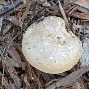 zz agaric (stem; gills white/cream) at Crace, ACT - 27 May 2022 03:48 PM