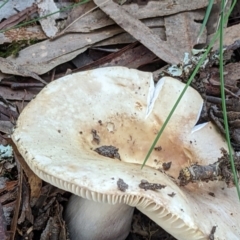 zz agaric (stem; gills white/cream) at Crace, ACT - 27 May 2022 03:48 PM