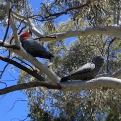 Callocephalon fimbriatum (Gang-gang Cockatoo) at Farrer, ACT - 31 Oct 2021 by jks