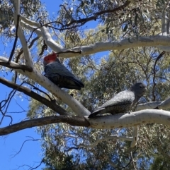 Callocephalon fimbriatum at Farrer, ACT - suppressed