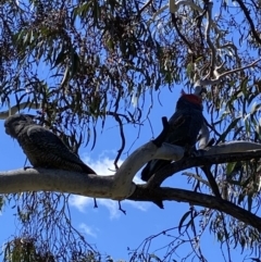 Callocephalon fimbriatum at Farrer, ACT - suppressed