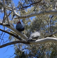 Callocephalon fimbriatum at Farrer, ACT - suppressed