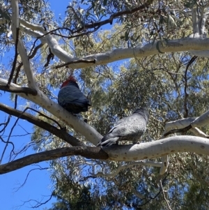 Callocephalon fimbriatum at Farrer, ACT - suppressed