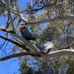 Callocephalon fimbriatum at Farrer, ACT - suppressed