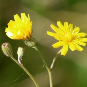 Crepis capillaris at Paddys River, ACT - 27 May 2022