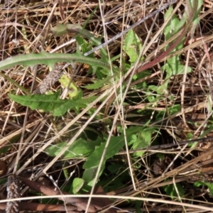 Crepis capillaris at Paddys River, ACT - 27 May 2022 01:29 PM