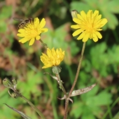 Crepis capillaris at Paddys River, ACT - 27 May 2022