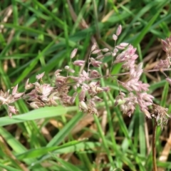 Holcus lanatus (Yorkshire Fog) at Paddys River, ACT - 27 May 2022 by RodDeb