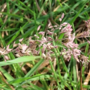 Holcus lanatus at Paddys River, ACT - 27 May 2022