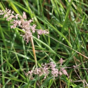 Holcus lanatus at Paddys River, ACT - 27 May 2022