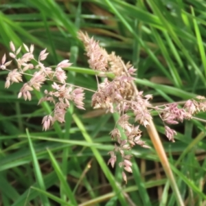 Holcus lanatus at Paddys River, ACT - 27 May 2022