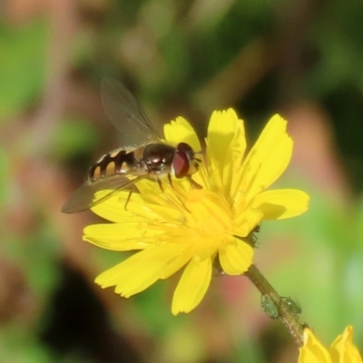 Melangyna viridiceps (Hover fly) at Paddys River, ACT - 27 May 2022 by RodDeb