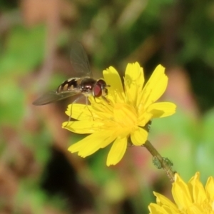 Melangyna viridiceps at Paddys River, ACT - 27 May 2022