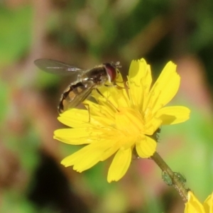 Melangyna viridiceps at Paddys River, ACT - 27 May 2022