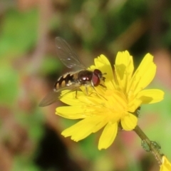 Melangyna viridiceps at Paddys River, ACT - 27 May 2022