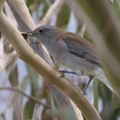 Colluricincla harmonica (Grey Shrikethrush) at Namadgi National Park - 27 May 2022 by RodDeb