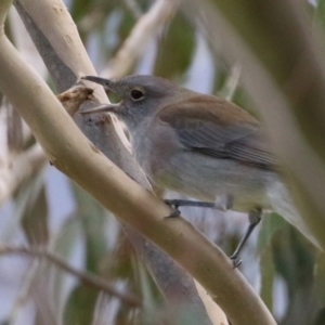 Colluricincla harmonica at Paddys River, ACT - 27 May 2022 01:59 PM