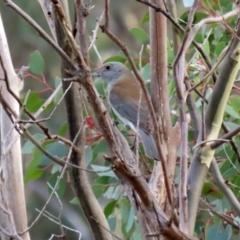 Colluricincla harmonica at Paddys River, ACT - 27 May 2022