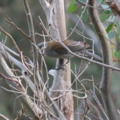 Colluricincla harmonica at Paddys River, ACT - 27 May 2022