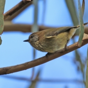 Acanthiza lineata at Paddys River, ACT - 27 May 2022 01:41 PM