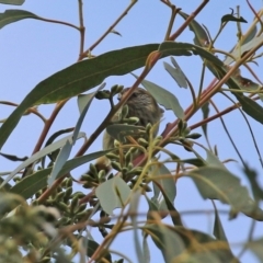 Acanthiza lineata at Paddys River, ACT - 27 May 2022 01:41 PM