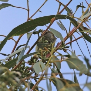 Acanthiza lineata at Paddys River, ACT - 27 May 2022 01:41 PM