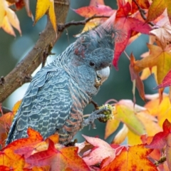 Callocephalon fimbriatum (Gang-gang Cockatoo) at Chapman, ACT - 26 May 2022 by Chris Appleton