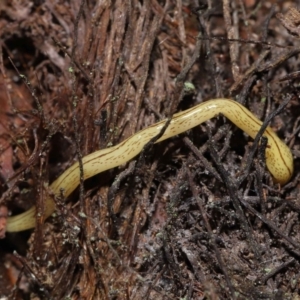 Lenkunya virgata at Acton, ACT - 27 May 2022