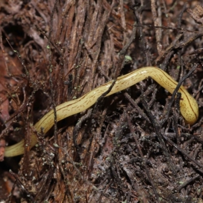 Lenkunya virgata (Brown-streaked planarian) at ANBG - 27 May 2022 by TimL