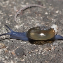 Oxychilus cellarius (Cellar Snail) at Acton, ACT - 27 May 2022 by TimL