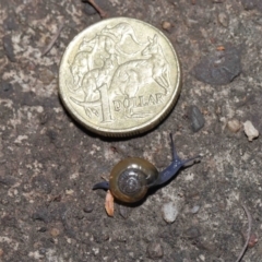 Oxychilus cellarius at Acton, ACT - 27 May 2022 12:20 PM