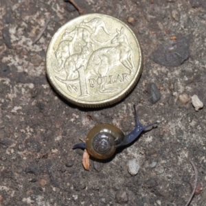 Oxychilus cellarius at Acton, ACT - 27 May 2022 12:20 PM