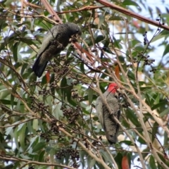 Callocephalon fimbriatum (Gang-gang Cockatoo) at Moruya, NSW - 27 May 2022 by LisaH