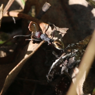 Unidentified Ant (Hymenoptera, Formicidae) at Wodonga, VIC - 22 May 2022 by KylieWaldon