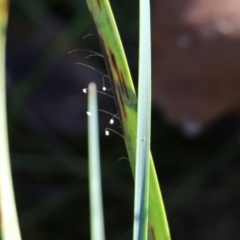 Unidentified Fungus at Wodonga, VIC - 22 May 2022 by KylieWaldon